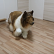 Well, hello to you, too, guy in Rough Collie suit.
